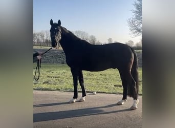 Deutsches Sportpferd, Wallach, 5 Jahre, 168 cm, Rappe
