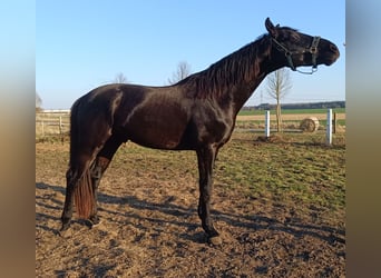 Deutsches Sportpferd, Wallach, 5 Jahre, 168 cm, Rappe