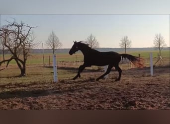 Deutsches Sportpferd, Wallach, 5 Jahre, 168 cm, Rappe