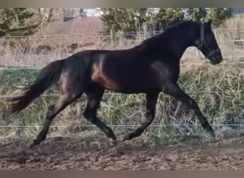 Deutsches Sportpferd, Wallach, 5 Jahre, 168 cm, Rappe