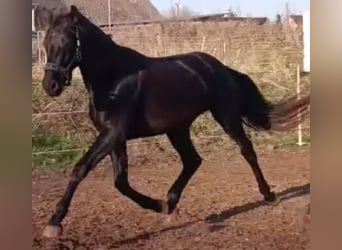 Deutsches Sportpferd, Wallach, 5 Jahre, 168 cm, Rappe