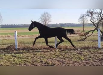 Deutsches Sportpferd, Wallach, 5 Jahre, 168 cm, Rappe