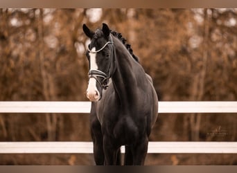 Deutsches Sportpferd, Wallach, 5 Jahre, 168 cm, Rappe