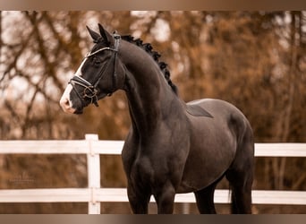 Deutsches Sportpferd, Wallach, 5 Jahre, 168 cm, Rappe