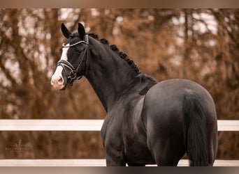 Deutsches Sportpferd, Wallach, 5 Jahre, 168 cm, Rappe