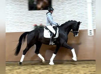 Deutsches Sportpferd, Wallach, 5 Jahre, 168 cm, Rappe