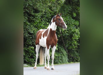 Deutsches Sportpferd, Wallach, 5 Jahre, 168 cm, Schecke