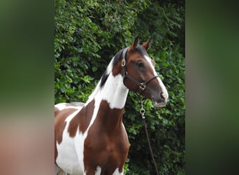 Deutsches Sportpferd, Wallach, 5 Jahre, 168 cm, Schecke