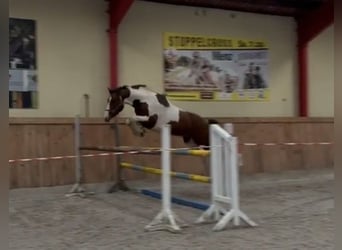Deutsches Sportpferd, Wallach, 5 Jahre, 168 cm, Schecke