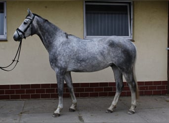 Deutsches Sportpferd, Wallach, 5 Jahre, 168 cm, Schimmel
