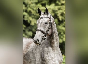 Deutsches Sportpferd, Wallach, 5 Jahre, 168 cm, Schimmel