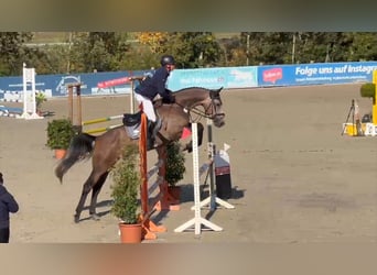 Deutsches Sportpferd, Wallach, 5 Jahre, 168 cm, Schimmel