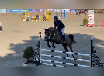 Deutsches Sportpferd, Wallach, 5 Jahre, 168 cm, Schimmel