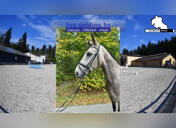 Deutsches Sportpferd, Wallach, 5 Jahre, 168 cm, Schimmel