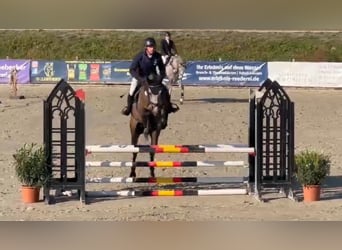 Deutsches Sportpferd, Wallach, 5 Jahre, 168 cm, Schimmel