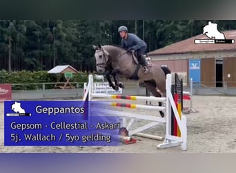 Deutsches Sportpferd, Wallach, 5 Jahre, 168 cm, Schimmel