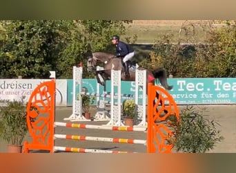 Deutsches Sportpferd, Wallach, 5 Jahre, 168 cm, Schimmel