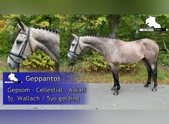 Deutsches Sportpferd, Wallach, 5 Jahre, 168 cm, Schimmel