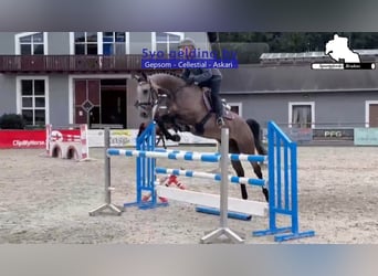Deutsches Sportpferd, Wallach, 5 Jahre, 168 cm, Schimmel