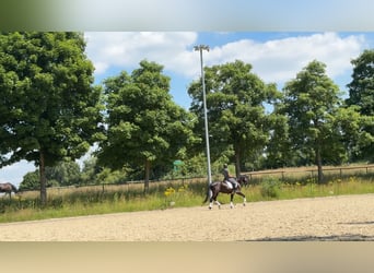 Deutsches Sportpferd, Wallach, 5 Jahre, 168 cm, Schwarzbrauner