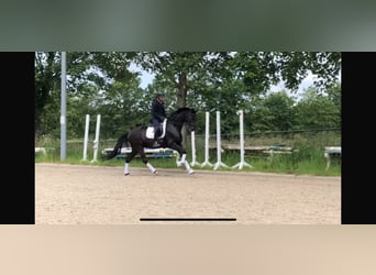 Deutsches Sportpferd, Wallach, 5 Jahre, 168 cm, Schwarzbrauner