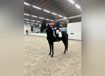 Deutsches Sportpferd, Wallach, 5 Jahre, 168 cm, Schwarzbrauner