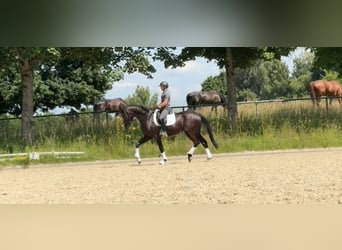 Deutsches Sportpferd, Wallach, 5 Jahre, 168 cm, Schwarzbrauner
