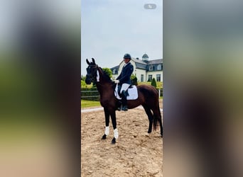 Deutsches Sportpferd, Wallach, 5 Jahre, 168 cm, Schwarzbrauner
