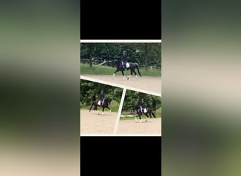 Deutsches Sportpferd, Wallach, 5 Jahre, 168 cm, Schwarzbrauner