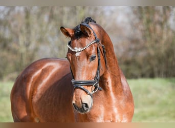 Deutsches Sportpferd, Wallach, 5 Jahre, 169 cm, Brauner