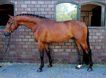Deutsches Sportpferd, Wallach, 5 Jahre, 169 cm, Brauner