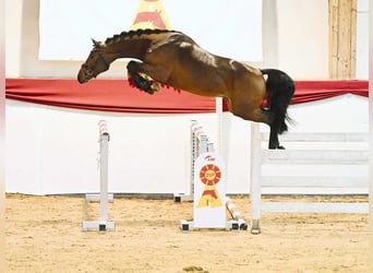 Deutsches Sportpferd, Wallach, 5 Jahre, 169 cm, Brauner