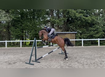 Deutsches Sportpferd, Wallach, 5 Jahre, 169 cm, Brauner