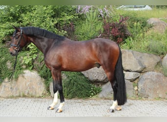 Deutsches Sportpferd, Wallach, 5 Jahre, 169 cm, Dunkelbrauner