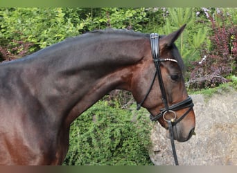 Deutsches Sportpferd, Wallach, 5 Jahre, 169 cm, Dunkelbrauner