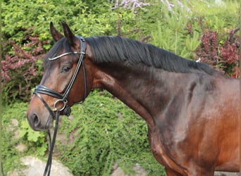 Deutsches Sportpferd, Wallach, 5 Jahre, 169 cm, Dunkelbrauner