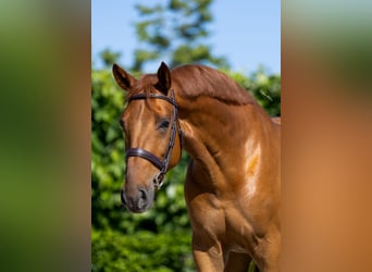 Deutsches Sportpferd, Wallach, 5 Jahre, 169 cm, Fuchs