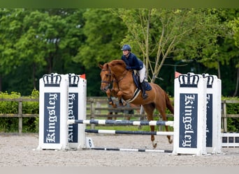 Deutsches Sportpferd, Wallach, 5 Jahre, 169 cm, Fuchs