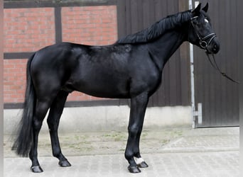 Deutsches Sportpferd, Wallach, 5 Jahre, 169 cm, Rappe