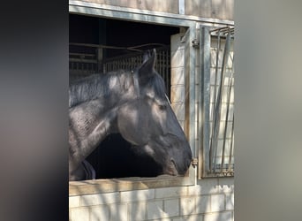 Deutsches Sportpferd, Wallach, 5 Jahre, 169 cm, Rappe