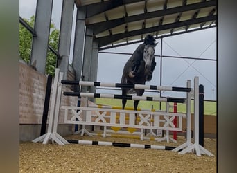 Deutsches Sportpferd, Wallach, 5 Jahre, 169 cm, Schimmel