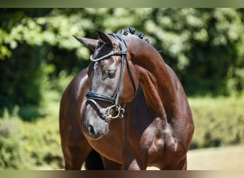 Deutsches Sportpferd, Wallach, 5 Jahre, 169 cm, Schwarzbrauner