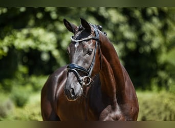Deutsches Sportpferd, Wallach, 5 Jahre, 169 cm, Schwarzbrauner