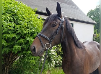Deutsches Sportpferd, Wallach, 5 Jahre, 170 cm, Brauner