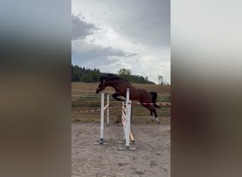 Deutsches Sportpferd, Wallach, 5 Jahre, 170 cm, Brauner