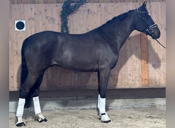 Deutsches Sportpferd, Wallach, 5 Jahre, 170 cm, Dunkelbrauner