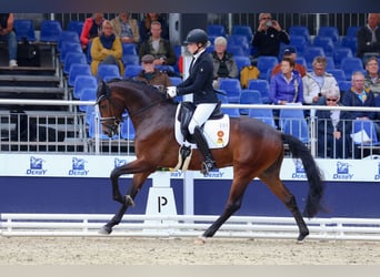 Deutsches Sportpferd, Wallach, 5 Jahre, 170 cm, Dunkelbrauner