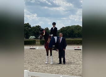 Deutsches Sportpferd, Wallach, 5 Jahre, 170 cm, Dunkelbrauner