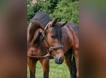 Deutsches Sportpferd, Wallach, 5 Jahre, 170 cm, Dunkelbrauner