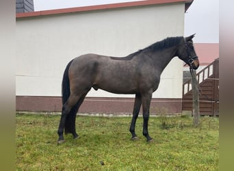 Deutsches Sportpferd, Wallach, 5 Jahre, 170 cm, Dunkelbrauner